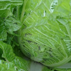 白菜にまたアブラムシ