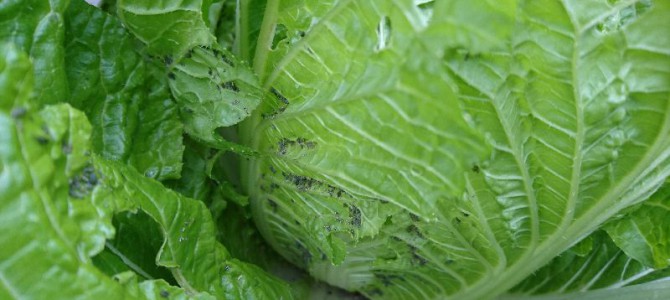 白菜にまたアブラムシ 白菜にまたアブラムシ