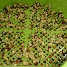 ブロッコリースプラウト（2日目～5日目）