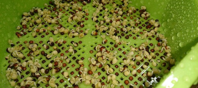 ブロッコリースプラウト（2日目～5日目）