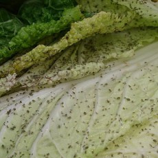 白菜の病虫害