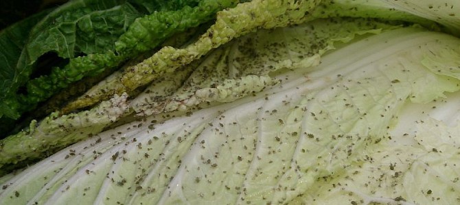白菜の病虫害
