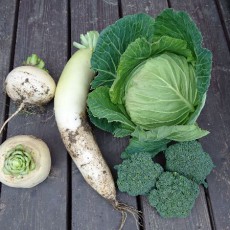 貸し農園のキャベツ初収穫