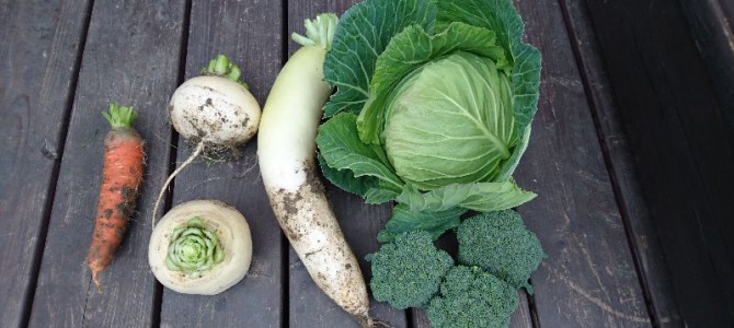 貸し農園のキャベツ初収穫 貸し農園のキャベツ初収穫