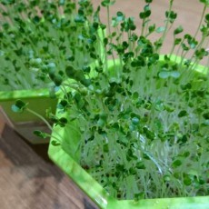 ブロッコリースプラウト（6日目～11日目）