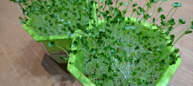 ブロッコリースプラウト（6日目～11日目）