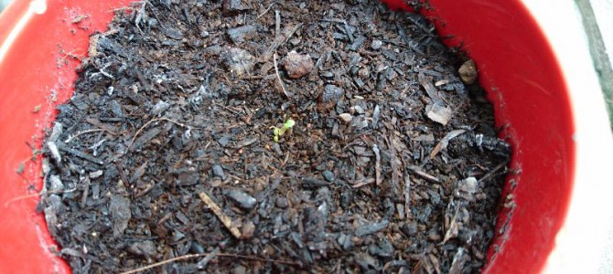 ワイルドストロベリーその後 ワイルドストロベリーその後