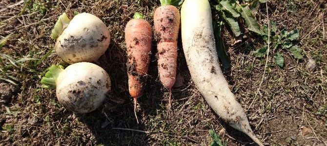今年最後の貸し農園 今年最後の貸し農園