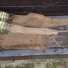 ミディトマト（スーパーミディ）の撤収