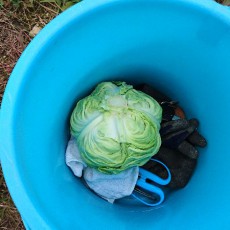 キャベツ1個収穫