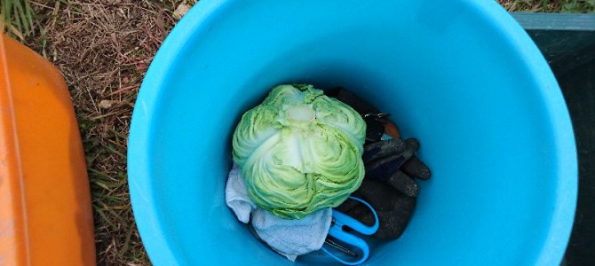 キャベツ1個収穫