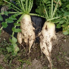 しぇー大根が取れた