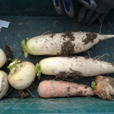 最後のカブ収穫