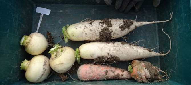 最後のカブ収穫