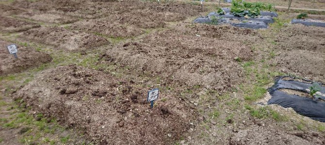 貸し農園も残りわずか 貸し農園も残りわずか