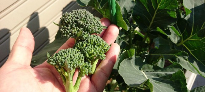 スティックセニョールの初収穫 スティックセニョールの初収穫