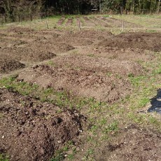 貸し農園の最後の収穫