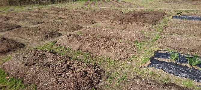 貸し農園の最後の収穫 貸し農園の最後の収穫