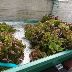 バルコニーのリーフレタス