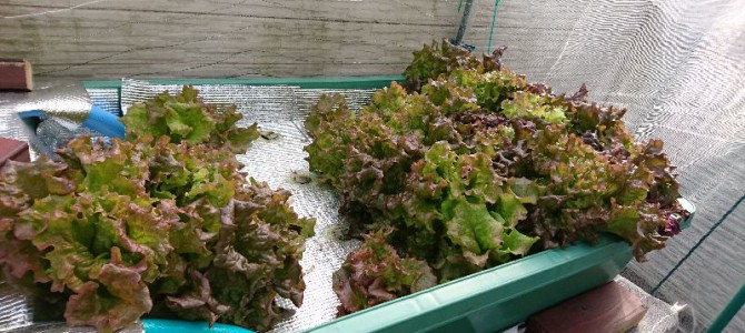 バルコニーのリーフレタス バルコニーのリーフレタス