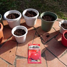 大玉トマト（桃太郎EX）の播種と育苗-2016年