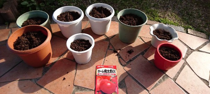 大玉トマト(桃太郎EX)の播種と育苗-2016年 大玉トマト(桃太郎EX)の播種と育苗-2016年
