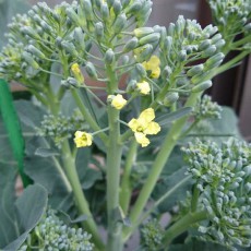 スティックセニョールが開花