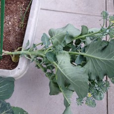 スティックセニョールが強風で倒れた