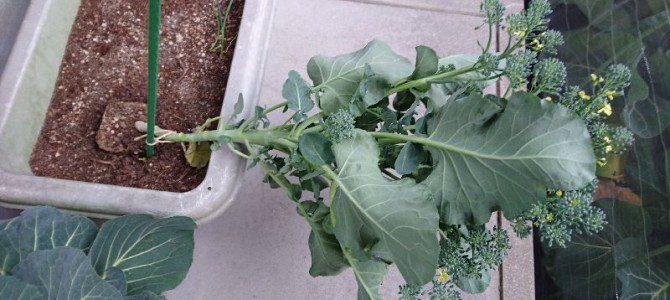 スティックセニョールが強風で倒れた