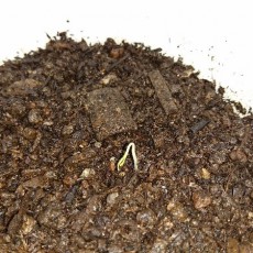 大玉トマト（ホーム桃太郎EX）が発芽しました