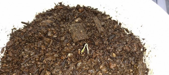 大玉トマト（ホーム桃太郎EX）が発芽しました