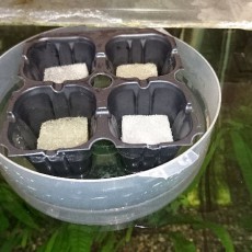 大玉トマト（ホーム桃太郎EX）の試験播種【第2弾】