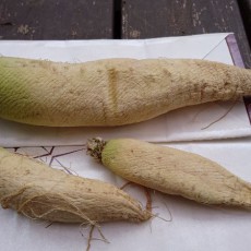 大根でタクワン作り