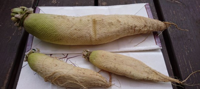 大根でタクワン作り