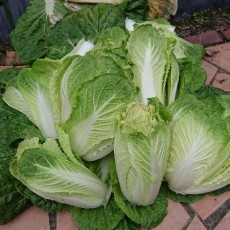 自宅畑白菜の収穫