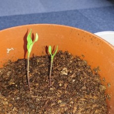 大玉トマト（ホーム桃太郎EX）の成長