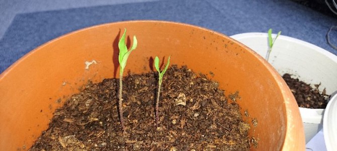 大玉トマト（ホーム桃太郎EX）の成長