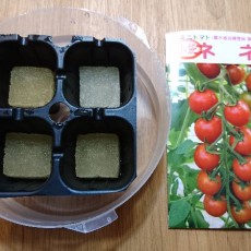 ミニトマト（ネネ）の播種