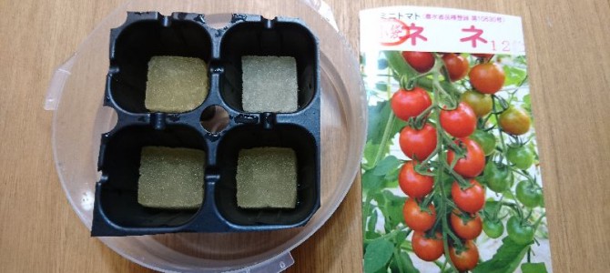 ミニトマト（ネネ）の播種