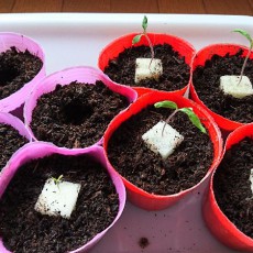 熱帯魚水槽で発芽したトマトを苗ポットへ移植