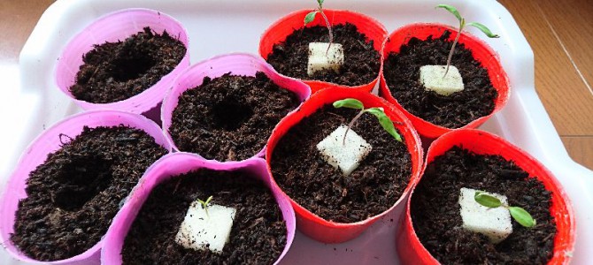 熱帯魚水槽で発芽したトマトを苗ポットへ移植