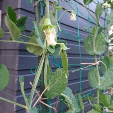 スナップエンドウに実がつき始めた