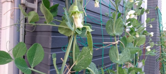 スナップエンドウに実がつき始めた