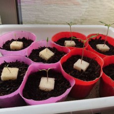 トマトの育苗