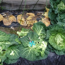 自宅畑のキャベツ（金系201号）の初収穫