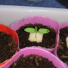 ミニトマト（ネネ）の播種と育苗-2016年