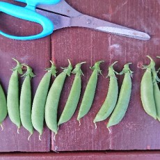 スナップエンドウの初収穫