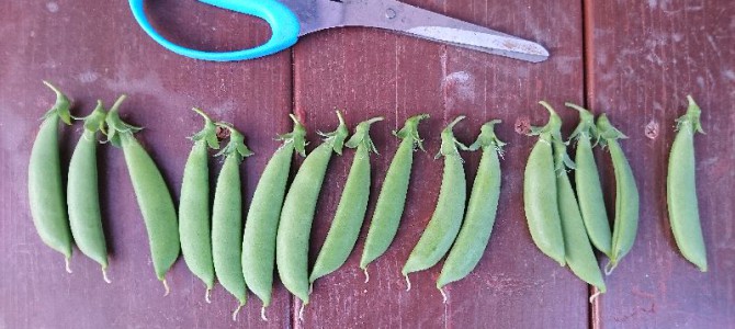 スナップエンドウの初収穫