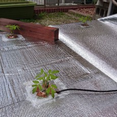 トマト、キュウリ、ナス、オクラ、シソ、ピーマン、獅子唐の定植と播種