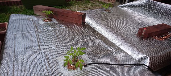 トマト、キュウリ、ナス、オクラ、シソ、ピーマン、獅子唐の定植と播種